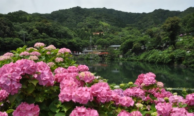 あじさい祭り